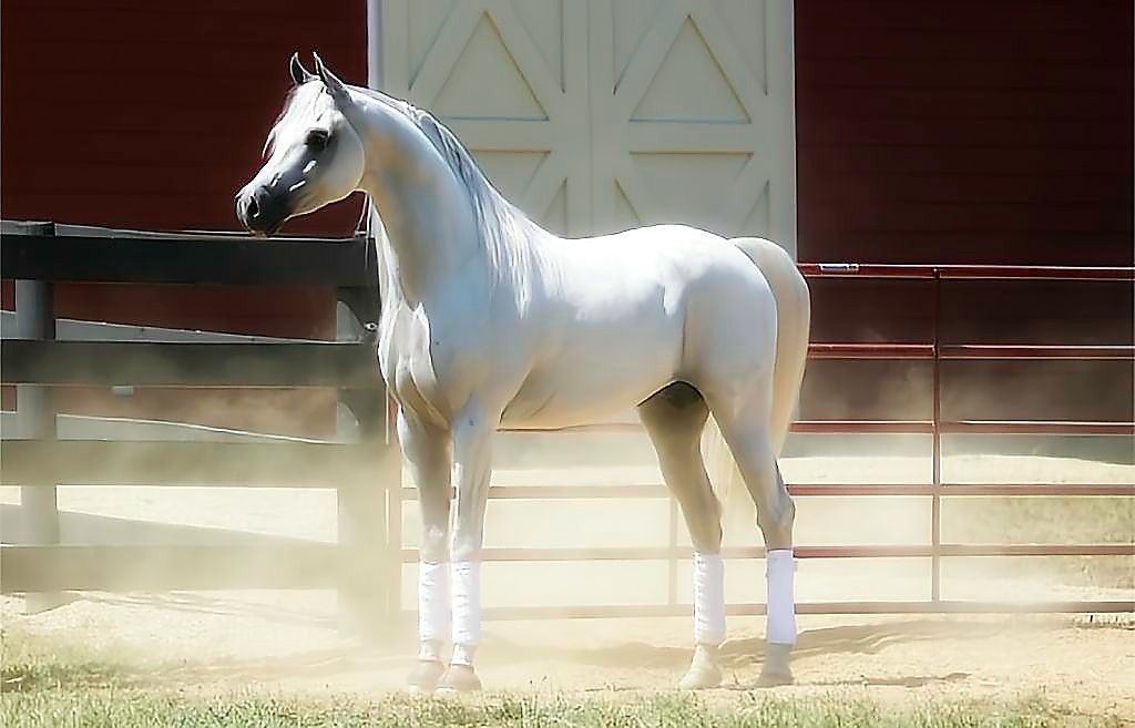 White horse IMG_3748_Export